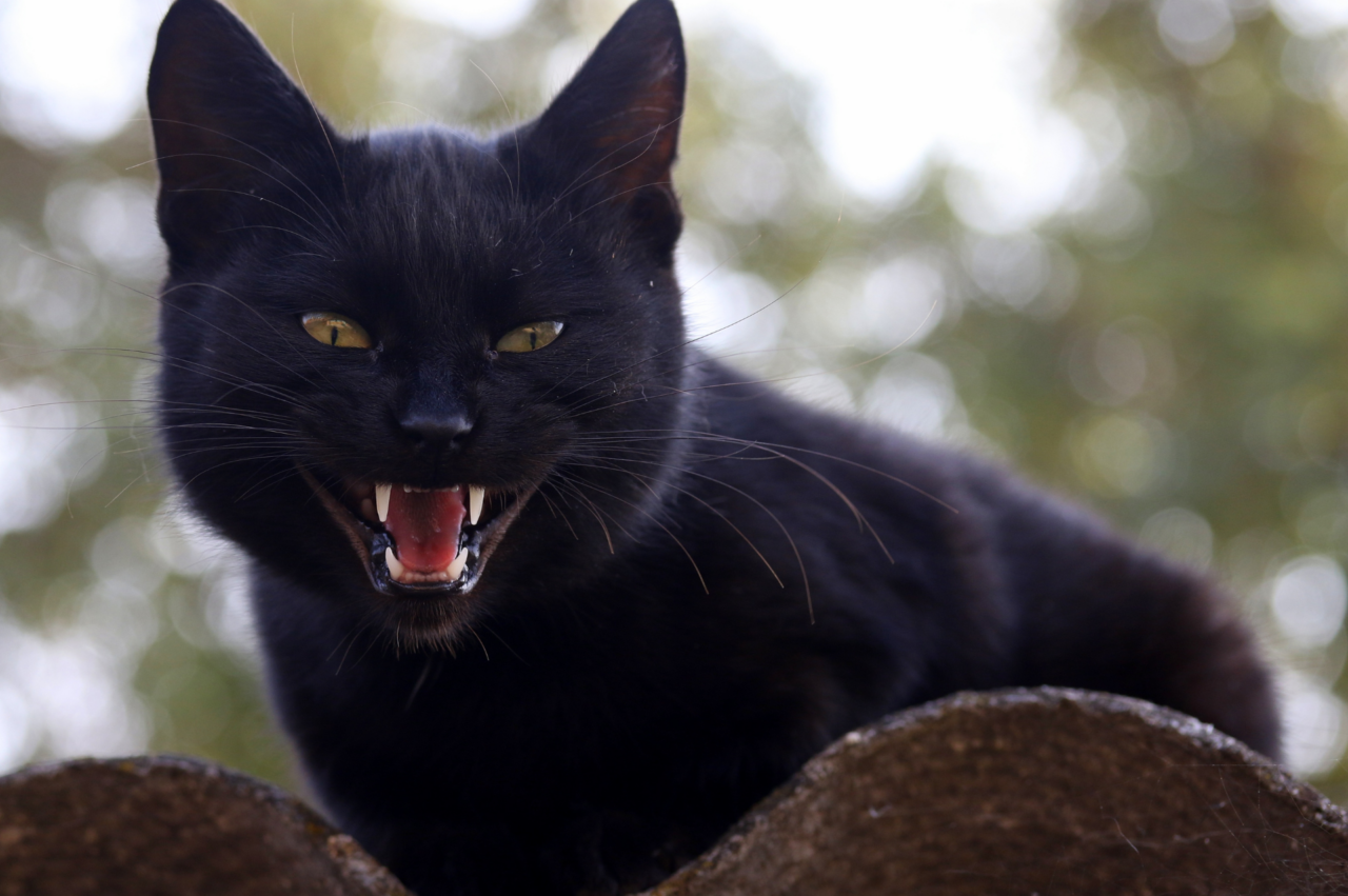 chat noir